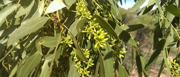 Okaliptüs Ağacı Türleri ve Özellikleri