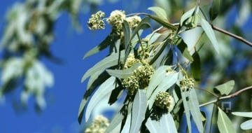 Okaliptus Ağacı Yetiştiriciliği